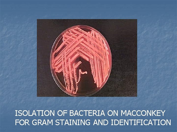 ISOLATION OF BACTERIA ON MACCONKEY FOR GRAM STAINING AND IDENTIFICATION ISOLATION OF BACTERIA ON MACCONKEY FOR GRAM STAINING AND IDENTIFICATION
