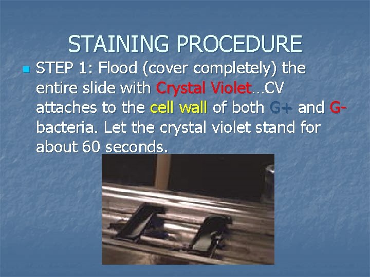 STAINING PROCEDURE n STEP 1: Flood (cover completely) the entire slide with Crystal Violet…CV STAINING PROCEDURE n STEP 1: Flood (cover completely) the entire slide with Crystal Violet…CV