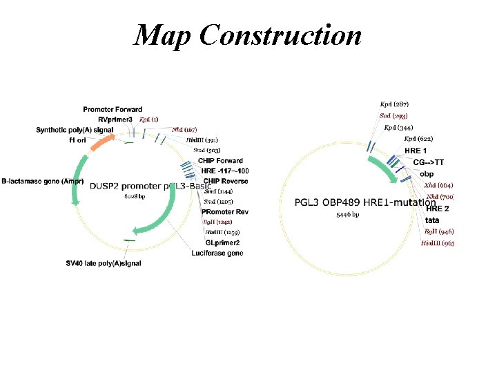Map Construction 