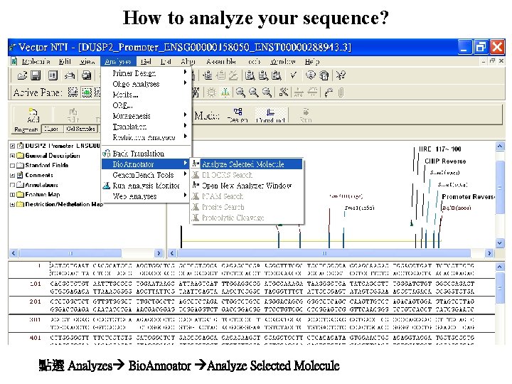 How to analyze your sequence? 點選 Analyzes Bio. Annoator Analyze Selected Molecule 