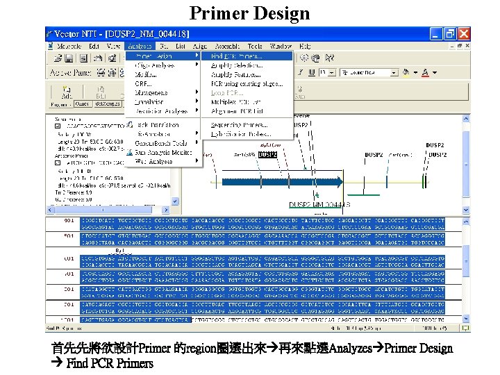 Primer Design 首先先將欲設計Primer 的region圈選出來 再來點選Analyzes Primer Design Find PCR Primers 