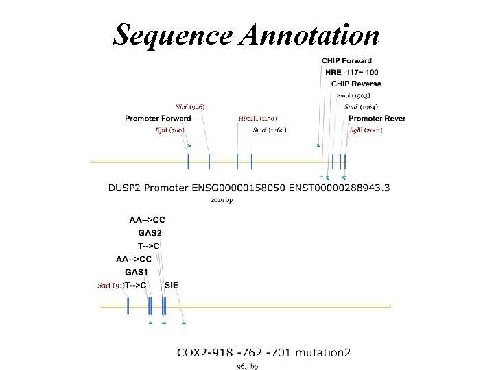 Sequence Annotation 