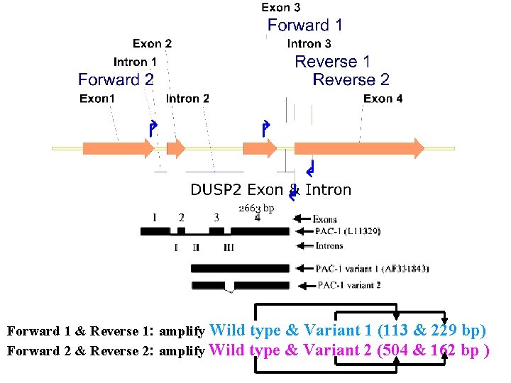 Forward 1 & Reverse 1: amplify Wild type & Variant 1 (113 & 229