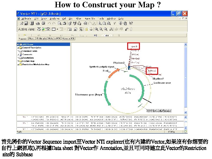 How to Construct your Map ? 首先將你的Vector Sequence import至Vector NTI explorer(也有內建的Vector, 如果沒有你想要的 自行上網抓取), 再根據Data