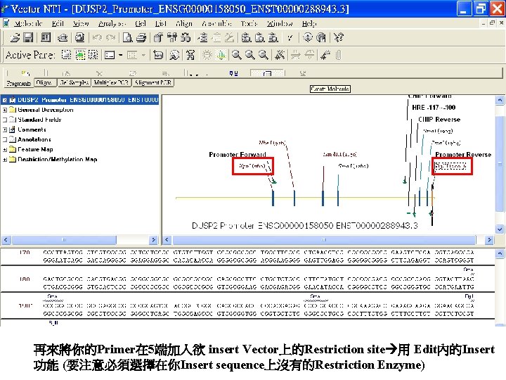 再來將你的Primer在 5端加入欲 insert Vector上的Restriction site 用 Edit內的Insert 功能 (要注意必須選擇在你Insert sequence上沒有的Restriction Enzyme) 