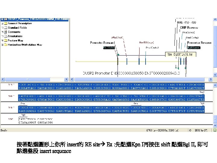 接著點選圖形上你所 insert的 RE site Ex : 先點選Kpn I再按住 shift 點選Bgl II, 即可 點選整段 insert