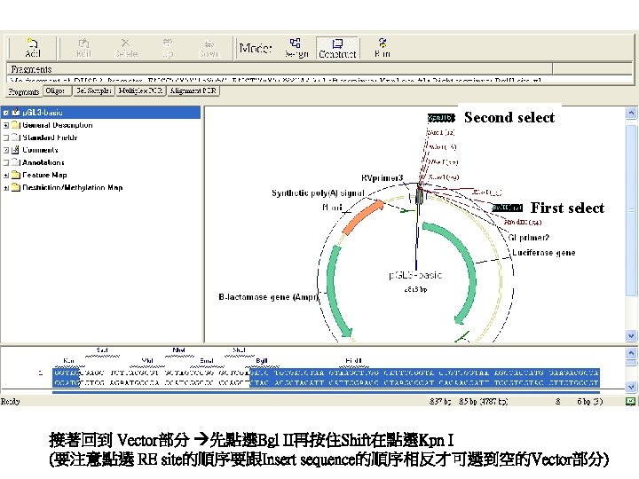 Second select First select 接著回到 Vector部分 先點選Bgl II再按住Shift在點選Kpn I (要注意點選 RE site的順序要跟Insert sequence的順序相反才可選到空的Vector部分) 