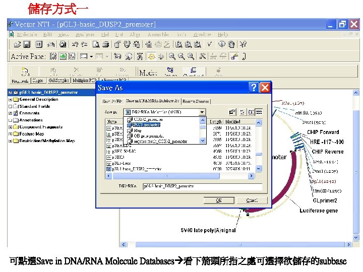 儲存方式一 可點選Save in DNA/RNA Molecule Databases 看下箭頭所指之處可選擇欲儲存的subbase 