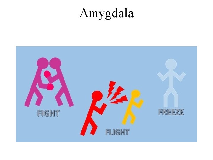 Amygdala 