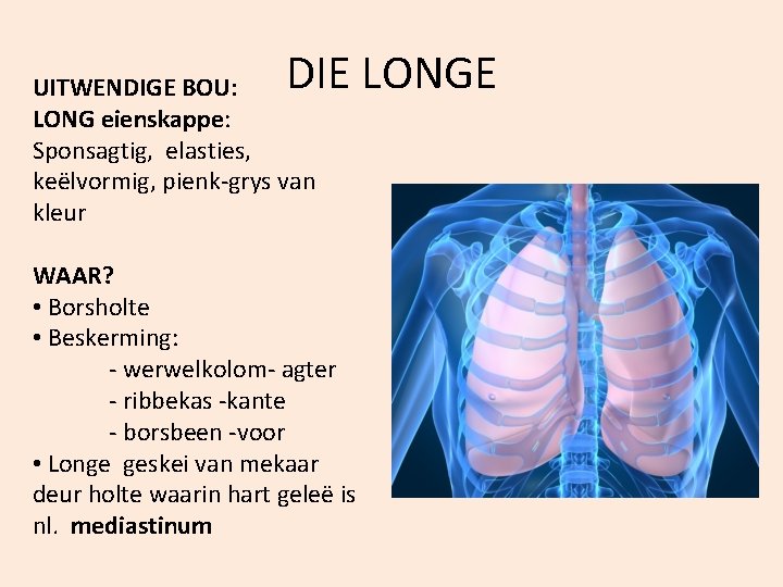 DIE LONGE UITWENDIGE BOU: LONG eienskappe: Sponsagtig, elasties, keëlvormig, pienk-grys van kleur WAAR? •