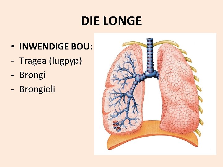 DIE LONGE • - INWENDIGE BOU: Tragea (lugpyp) Brongioli 