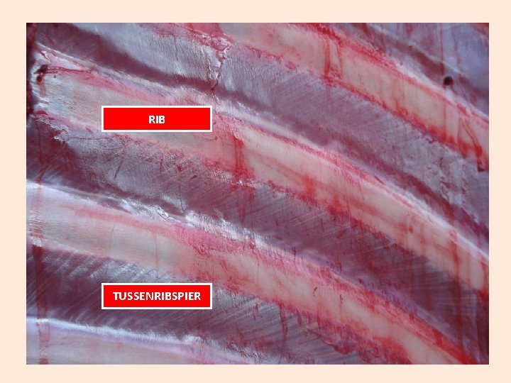 RIB TUSSENRIBSPIER 