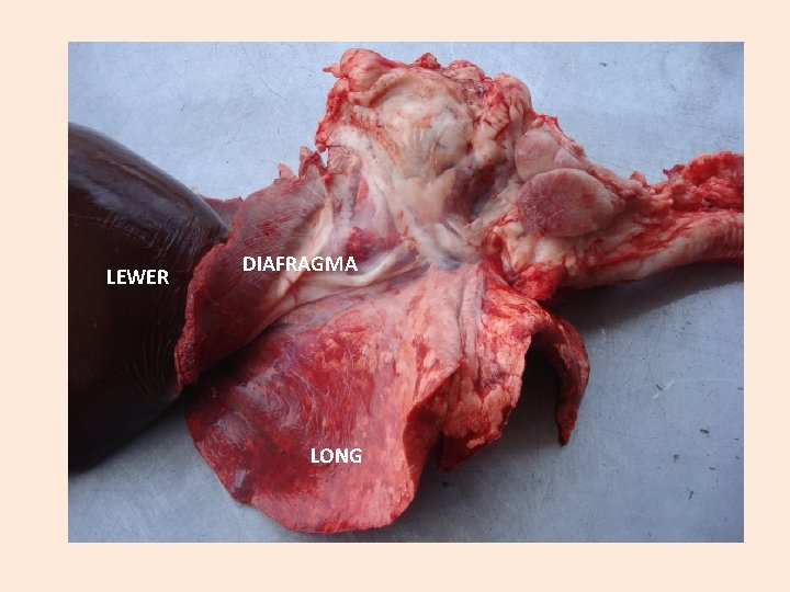 LEWER DIAFRAGMA LONG 