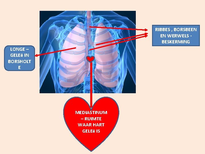 RIBBES , BORSBEEN EN WERWELS BESKERMING LONGE – GELEë IN BORSHOLT E MEDIASTINUM –