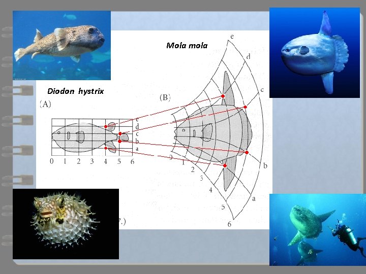 Mola mola Diodon hystrix 