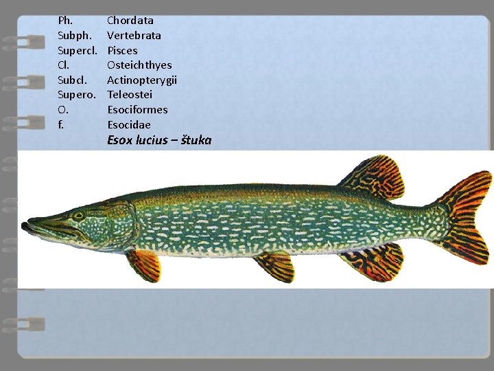 Ph. Subph. Supercl. Cl. Subcl. Supero. O. f. Chordata Vertebrata Pisces Osteichthyes Actinopterygii Teleostei