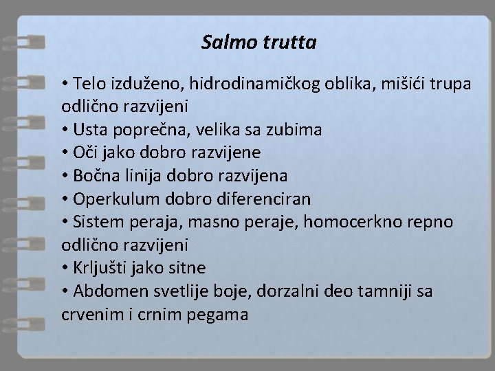 Salmo trutta • Telo izduženo, hidrodinamičkog oblika, mišići trupa odlično razvijeni • Usta poprečna,