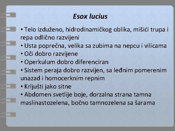 Esox lucius • Telo izduženo, hidrodinamičkog oblika, mišići trupa i repa odlično razvijeni •