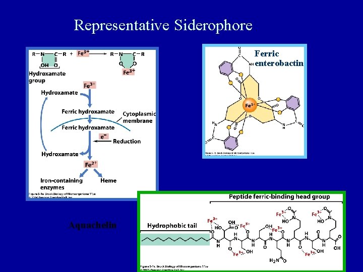 Representative Siderophore Ferric enterobactin Aquachelin 25 