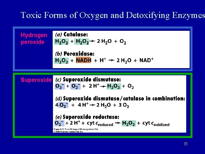 Toxic Forms of Oxygen and Detoxifying Enzymes Hydrogen peroxide Superoxide 35 