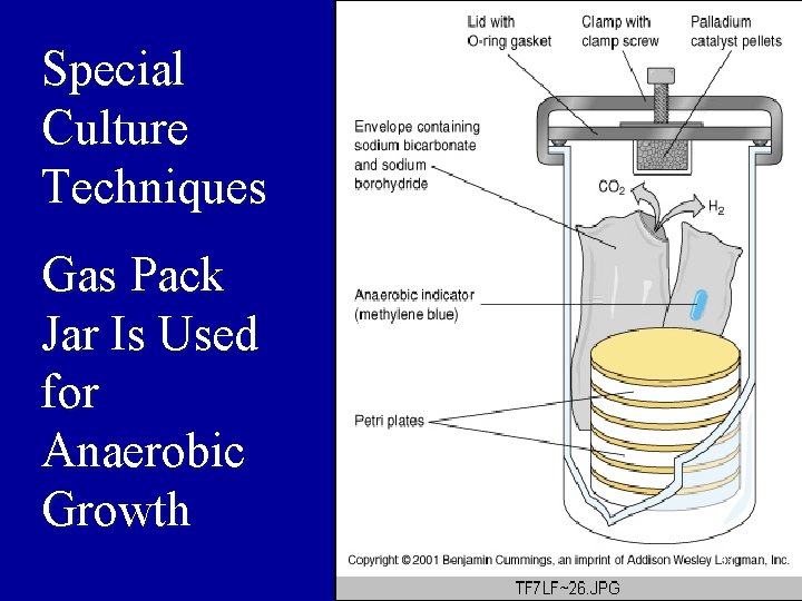 Special Culture Techniques Gas Pack Jar Is Used for Anaerobic Growth 38 
