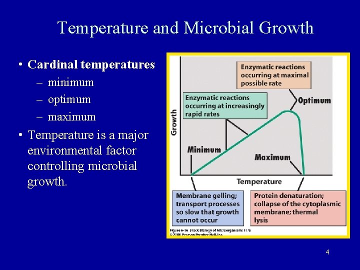 Temperature and Microbial Growth • Cardinal temperatures – minimum – optimum – maximum •