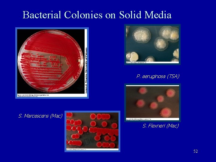 Bacterial Colonies on Solid Media P. aeruginosa (TSA) S. Marcescens (Mac) S. Flexneri (Mac)