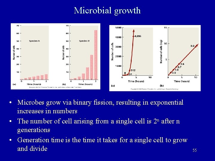 Microbial growth • Microbes grow via binary fission, resulting in exponential increases in numbers