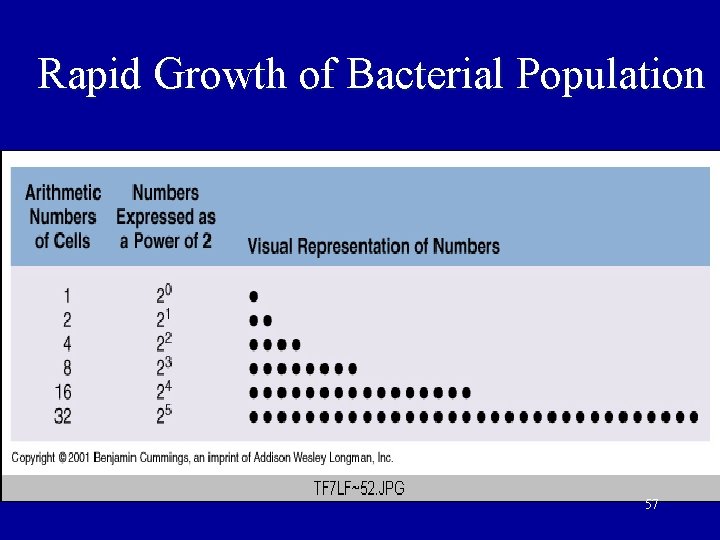 Rapid Growth of Bacterial Population 57 