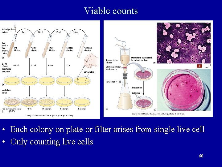 Viable counts • Each colony on plate or filter arises from single live cell