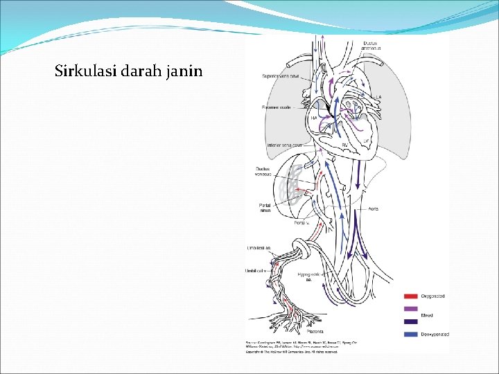 Sirkulasi darah janin 