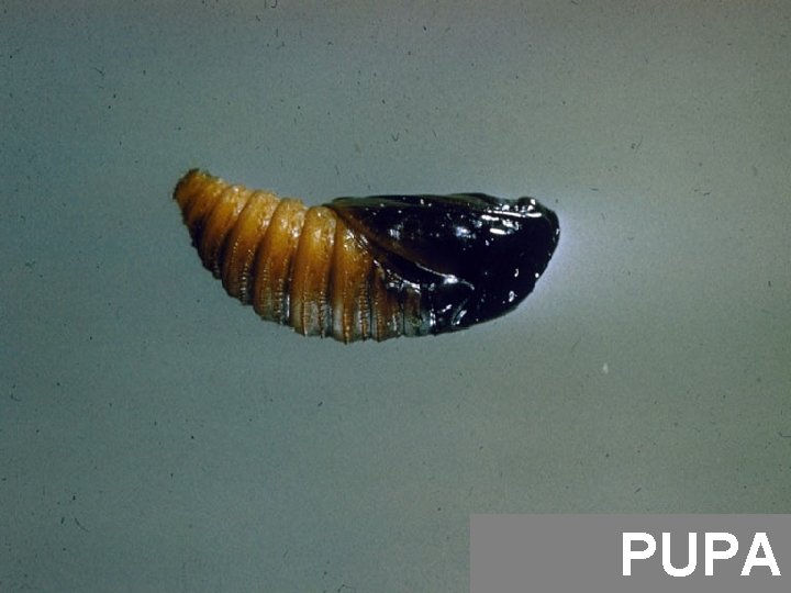 PUPA 