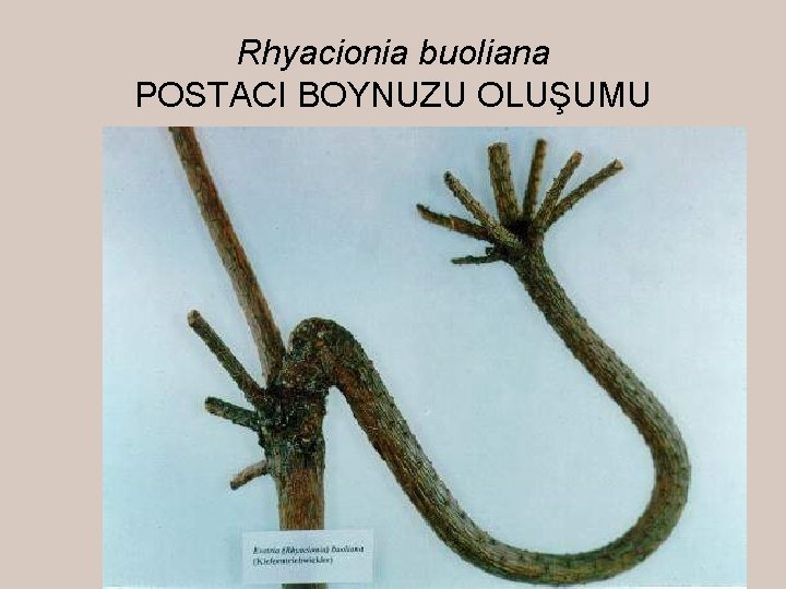 Rhyacionia buoliana POSTACI BOYNUZU OLUŞUMU 