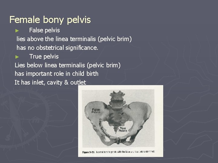 Female bony pelvis False pelvis lies above the linea terminalis (pelvic brim) has no
