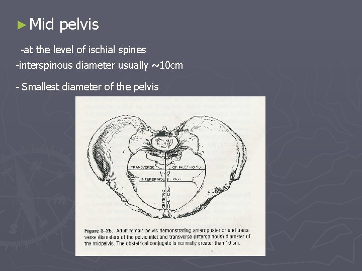 ► Mid pelvis -at the level of ischial spines -interspinous diameter usually ~10 cm