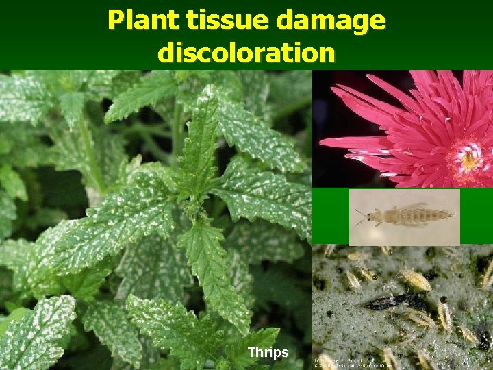 Plant tissue damage discoloration Thrips 