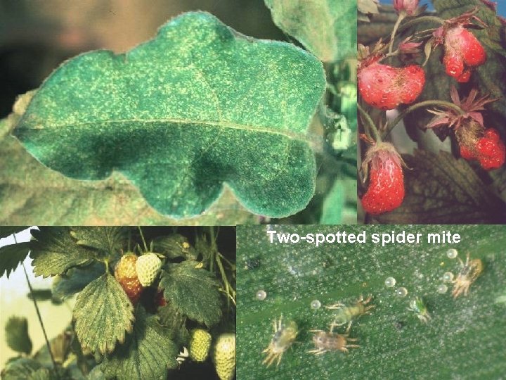 Two-spotted spider mite 