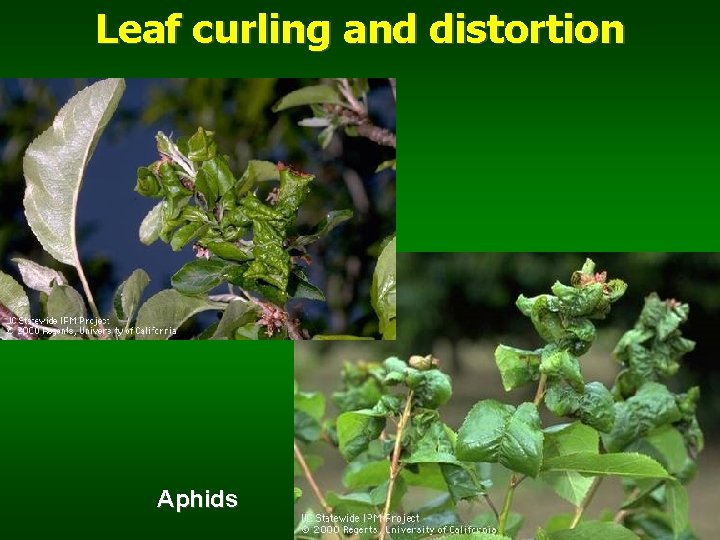 Leaf curling and distortion Aphids 