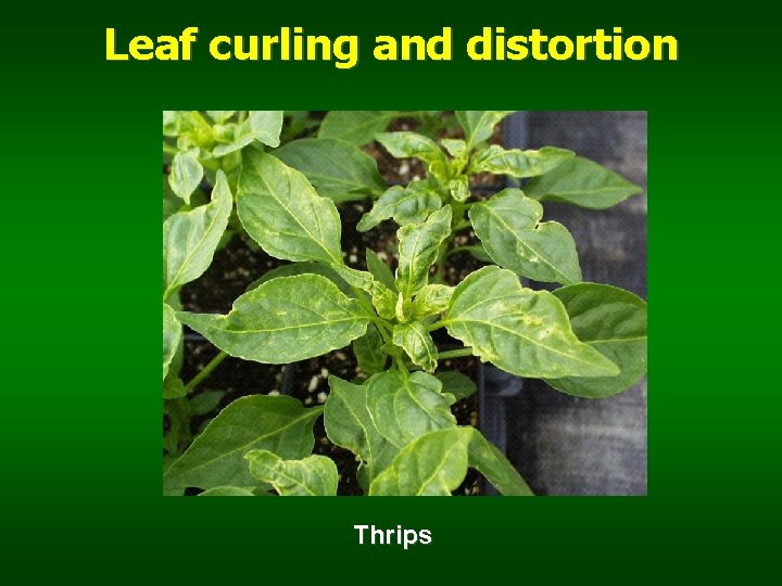 Leaf curling and distortion Thrips 