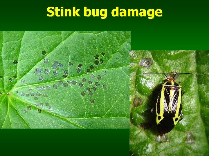 Stink bug damage 