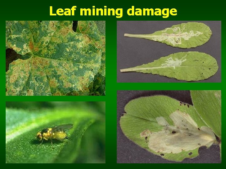 Leaf mining damage Agromyza nana 