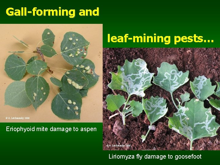 Gall-forming and leaf-mining pests… © A. Latchininsky 2006 Eriophyoid mite damage to aspen ©