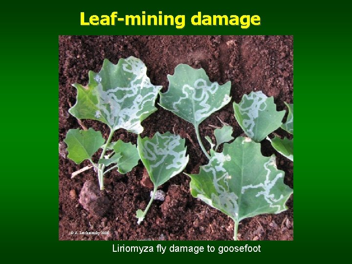 Leaf-mining damage © A. Latchininsky 2006 Liriomyza fly damage to goosefoot 