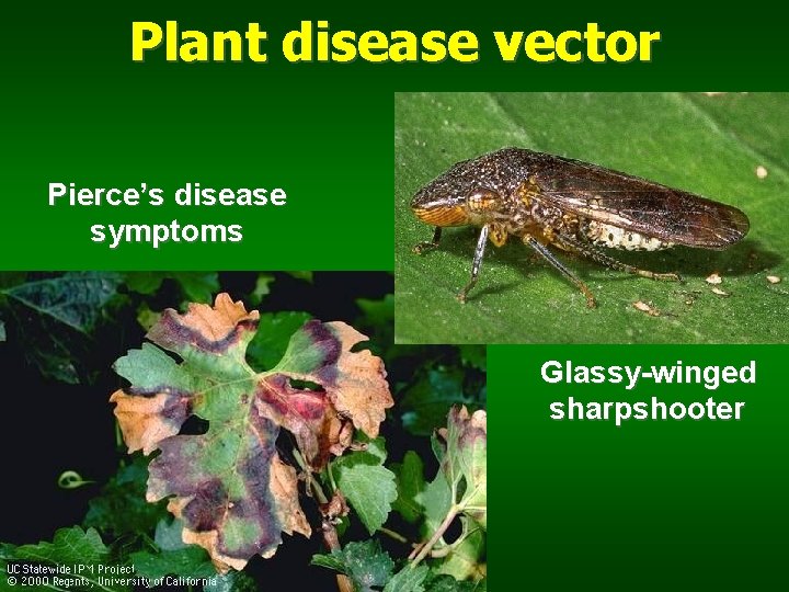 Plant disease vector Pierce’s disease symptoms Glassy-winged sharpshooter 