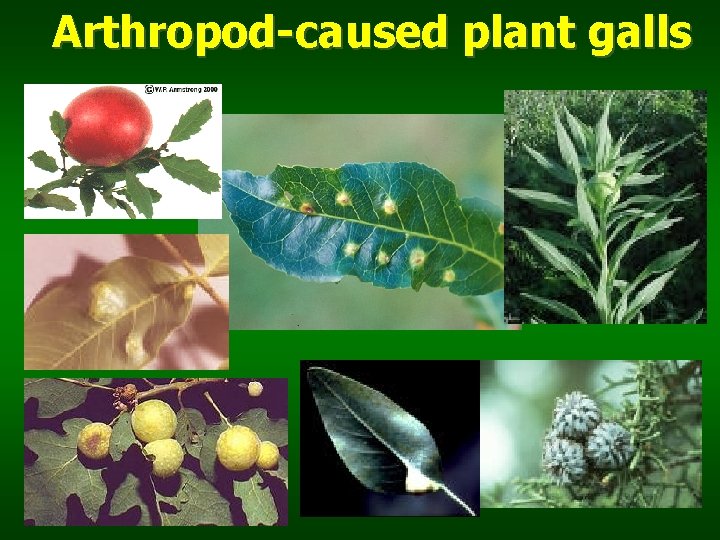 Arthropod-caused plant galls 