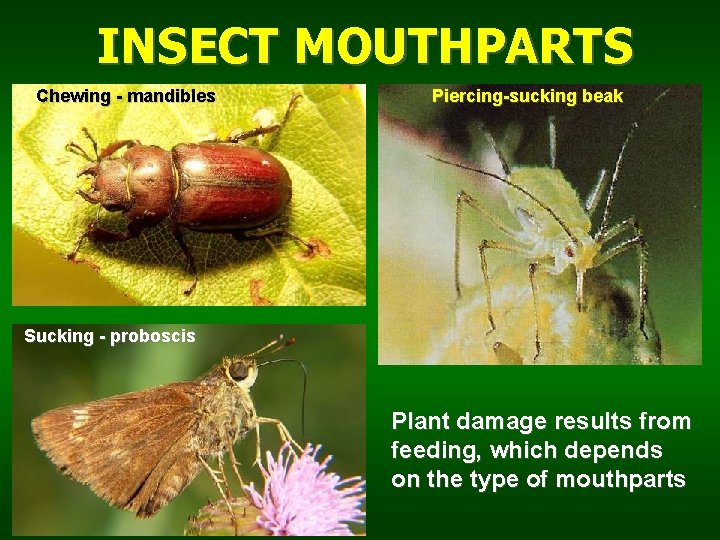 INSECT MOUTHPARTS Chewing - mandibles Piercing-sucking beak Sucking - proboscis Plant damage results from