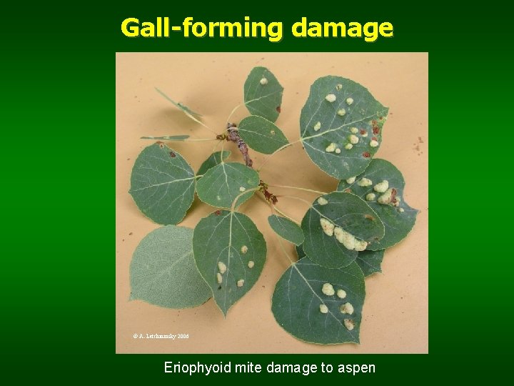 Gall-forming damage © A. Latchininsky 2006 Eriophyoid mite damage to aspen 