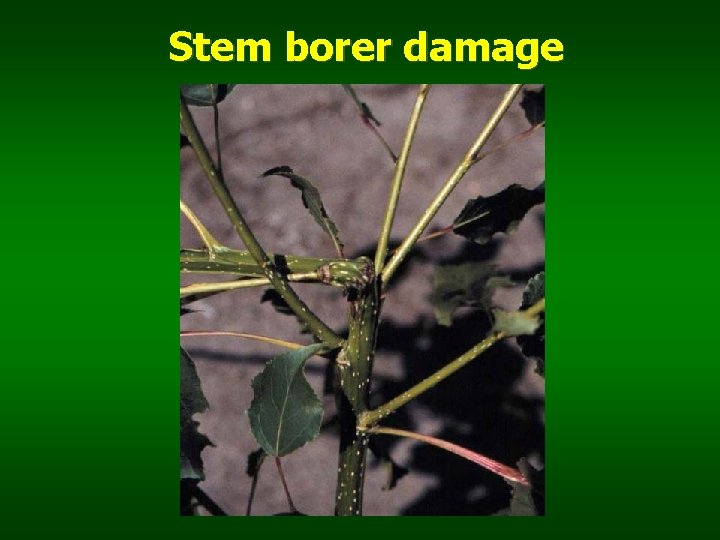 Stem borer damage 