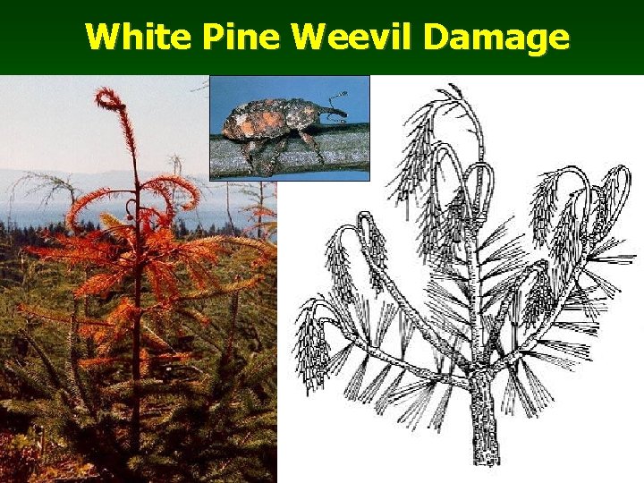 White Pine Weevil Damage 