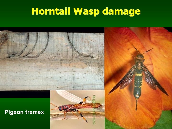 Horntail Wasp damage Pigeon tremex 